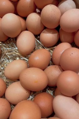 Hasır yatakta taze kahverengi tavuk yumurtası. Samandan bir yatakta dinlenen taze kahverengi tavuk yumurtalarının yakın plan görüntüsü. Yumurtalar temiz ve pürüzsüz, doğal dokularını ve renklerini sergiliyorlar.. 