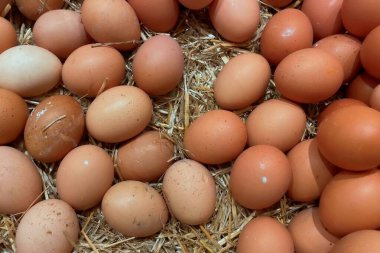 Hasır yatakta taze kahverengi tavuk yumurtası. Samandan bir yatakta dinlenen taze kahverengi tavuk yumurtalarının yakın plan görüntüsü. Yumurtalar temiz ve pürüzsüz, doğal dokularını ve renklerini sergiliyorlar.. 