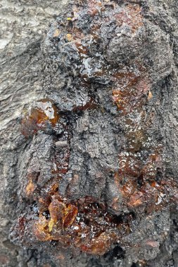 Doğal Ağaç Ağacı Resini. Ağaç Gövdesinden sızan Karanlık Reçine 'in yakın plan görüntüsü. Bu resim, ağacın gövdesinden sızan koyu reçinenin detaylı bir yakın çekimini gösteriyor. Reçine, yaraları iyileştirmek ve zararlı organizmalara karşı korumak için ağaçlar tarafından salgılanan doğal bir salgıdır.. 