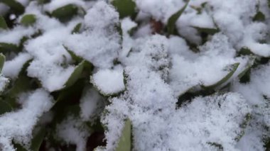 Kışın dinginliği. Kışın dinginliği. Taze kardan bir battaniye, koyu arkaplan karşısında çarpıcı bir kontrastı yaratan, hiç bitmeyen yeşil bir çalılığın dallarını ağırlıkla süsler.. 