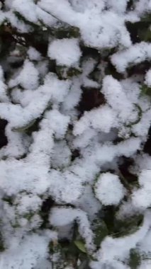 Kışın dinginliği. Kışın dinginliği. Taze kardan bir battaniye, koyu arkaplan karşısında çarpıcı bir kontrastı yaratan, hiç bitmeyen yeşil bir çalılığın dallarını ağırlıkla süsler.. 
