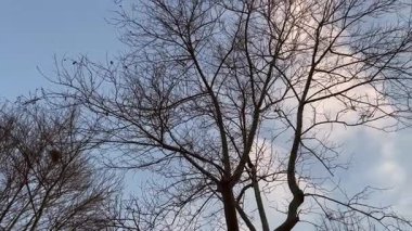 Kış kucaklaması. Çıplak Dallar, Mavi Gökyüzü, Soğuk Sükunet. Kış manzarasının katıksız güzelliği, canlı mavi gökyüzüne karşı çıplak ağaçların karmaşık siluetine odaklanıyor.. 