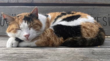 İstanbul, Türkiye. 2 Mart 2025. İstanbul Büyükşehir Belediyesi 'ne ait park banklarının birinde uyuyan bir kedi.