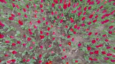 İstanbul, Türkiye. 5 Nisan 2025. Emirgan Korusu, her yıl Nisan ayında düzenlenen lale Festivali 'yle ünlüdür. Renkli bir isyanda açan laleler koruluğu çiçek bahçesine çevirir. Doğal güzelliği ve ziyaretçileriyle koruluktan muhteşem manzaralar..