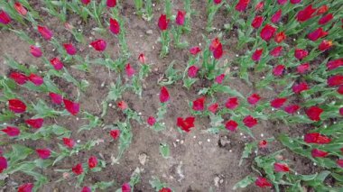 İstanbul, Türkiye. 5 Nisan 2025. Emirgan Korusu, her yıl Nisan ayında düzenlenen lale Festivali 'yle ünlüdür. Renkli bir isyanda açan laleler koruluğu çiçek bahçesine çevirir. Doğal güzelliği ve ziyaretçileriyle koruluktan muhteşem manzaralar..