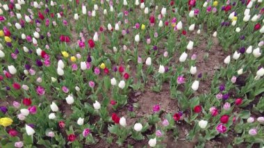 İstanbul, Türkiye. 5 Nisan 2025. Emirgan Korusu, her yıl Nisan ayında düzenlenen lale Festivali 'yle ünlüdür. Renkli bir isyanda açan laleler koruluğu çiçek bahçesine çevirir. Doğal güzelliği ve ziyaretçileriyle koruluktan muhteşem manzaralar..