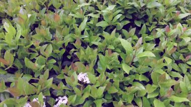 İstanbul, Türkiye. 5 Nisan 2025. Emirgan Korusu, her yıl Nisan ayında düzenlenen lale Festivali 'yle ünlüdür. Renkli bir isyanda açan laleler koruluğu çiçek bahçesine çevirir. Doğal güzelliği ve ziyaretçileriyle koruluktan muhteşem manzaralar..