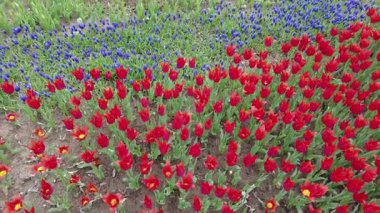 İstanbul, Türkiye. 5 Nisan 2025. Emirgan Korusu, her yıl Nisan ayında düzenlenen lale Festivali 'yle ünlüdür. Renkli bir isyanda açan laleler koruluğu çiçek bahçesine çevirir. Doğal güzelliği ve ziyaretçileriyle koruluktan muhteşem manzaralar..