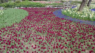 İstanbul, Türkiye. 5 Nisan 2025. Emirgan Korusu, her yıl Nisan ayında düzenlenen lale Festivali 'yle ünlüdür. Renkli bir isyanda açan laleler koruluğu çiçek bahçesine çevirir. Doğal güzelliği ve ziyaretçileriyle koruluktan muhteşem manzaralar..