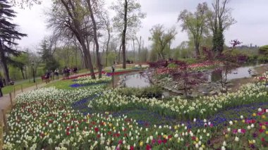 İstanbul, Türkiye. 5 Nisan 2025. Emirgan Korusu, her yıl Nisan ayında düzenlenen lale Festivali 'yle ünlüdür. Renkli bir isyanda açan laleler koruluğu çiçek bahçesine çevirir. Doğal güzelliği ve ziyaretçileriyle koruluktan muhteşem manzaralar..