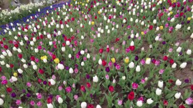 İstanbul, Türkiye. 5 Nisan 2025. Emirgan Korusu, her yıl Nisan ayında düzenlenen lale Festivali 'yle ünlüdür. Renkli bir isyanda açan laleler koruluğu çiçek bahçesine çevirir. Doğal güzelliği ve ziyaretçileriyle koruluktan muhteşem manzaralar..