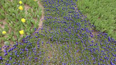 İstanbul, Türkiye. 5 Nisan 2025. Emirgan Korusu, her yıl Nisan ayında düzenlenen lale Festivali 'yle ünlüdür. Renkli bir isyanda açan laleler koruluğu çiçek bahçesine çevirir. Doğal güzelliği ve ziyaretçileriyle koruluktan muhteşem manzaralar..