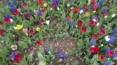 İstanbul, Türkiye. 5 Nisan 2025. Emirgan Korusu, her yıl Nisan ayında düzenlenen lale Festivali 'yle ünlüdür. Renkli bir isyanda açan laleler koruluğu çiçek bahçesine çevirir. Doğal güzelliği ve ziyaretçileriyle koruluktan muhteşem manzaralar..