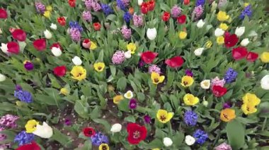 İstanbul, Türkiye. 5 Nisan 2025. Emirgan Korusu, her yıl Nisan ayında düzenlenen lale Festivali 'yle ünlüdür. Renkli bir isyanda açan laleler koruluğu çiçek bahçesine çevirir. Doğal güzelliği ve ziyaretçileriyle koruluktan muhteşem manzaralar..