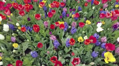 İstanbul, Türkiye. 5 Nisan 2025. Emirgan Korusu, her yıl Nisan ayında düzenlenen lale Festivali 'yle ünlüdür. Renkli bir isyanda açan laleler koruluğu çiçek bahçesine çevirir. Doğal güzelliği ve ziyaretçileriyle koruluktan muhteşem manzaralar..