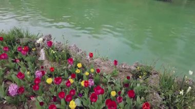 İstanbul, Türkiye. 5 Nisan 2025. Emirgan Korusu, her yıl Nisan ayında düzenlenen lale Festivali 'yle ünlüdür. Renkli bir isyanda açan laleler koruluğu çiçek bahçesine çevirir. Doğal güzelliği ve ziyaretçileriyle koruluktan muhteşem manzaralar..