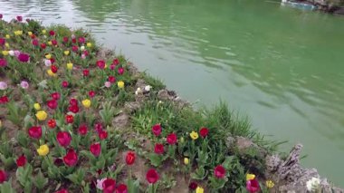 İstanbul, Türkiye. 5 Nisan 2025. Emirgan Korusu, her yıl Nisan ayında düzenlenen lale Festivali 'yle ünlüdür. Renkli bir isyanda açan laleler koruluğu çiçek bahçesine çevirir. Doğal güzelliği ve ziyaretçileriyle koruluktan muhteşem manzaralar..