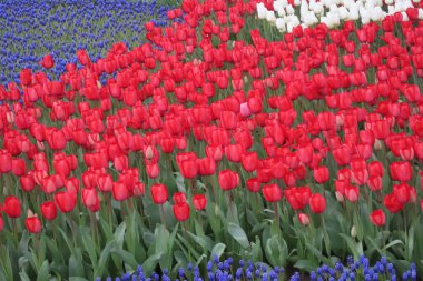Nisan ayında açan parlak laleler. Nisan ayı boyunca canlı lalelerin büyüleyici bir görüntüsü. Nazik güneş ışığıyla yıkanmış. Bu büyüleyici çiçek sergisi doğanın güzelliğini ve baharın gelişini gözler önüne seriyor., 