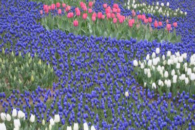 Nisan ayında açan parlak laleler. Nisan ayı boyunca canlı lalelerin büyüleyici bir görüntüsü. Nazik güneş ışığıyla yıkanmış. Bu büyüleyici çiçek sergisi doğanın güzelliğini ve baharın gelişini gözler önüne seriyor., 