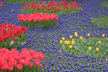 Nisan ayında açan parlak laleler. Nisan ayı boyunca canlı lalelerin büyüleyici bir görüntüsü. Nazik güneş ışığıyla yıkanmış. Bu büyüleyici çiçek sergisi doğanın güzelliğini ve baharın gelişini gözler önüne seriyor., 