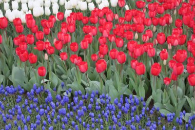 Nisan ayında açan parlak laleler. Nisan ayı boyunca canlı lalelerin büyüleyici bir görüntüsü. Nazik güneş ışığıyla yıkanmış. Bu büyüleyici çiçek sergisi doğanın güzelliğini ve baharın gelişini gözler önüne seriyor., 