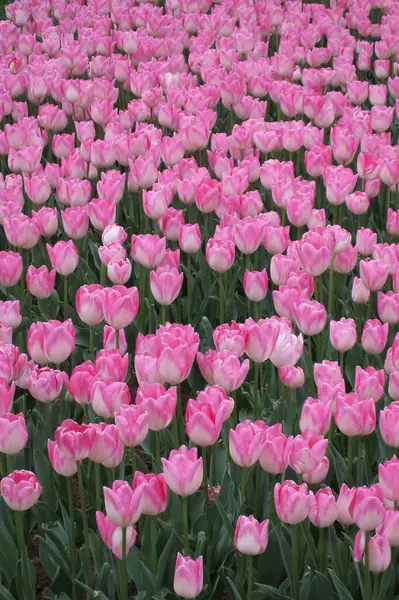 Nisan ayında açan parlak laleler. Nisan ayı boyunca canlı lalelerin büyüleyici bir görüntüsü. Nazik güneş ışığıyla yıkanmış. Bu büyüleyici çiçek sergisi doğanın güzelliğini ve baharın gelişini gözler önüne seriyor., 