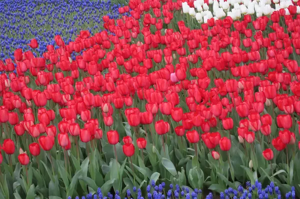 Nisan ayında açan parlak laleler. Nisan ayı boyunca canlı lalelerin büyüleyici bir görüntüsü. Nazik güneş ışığıyla yıkanmış. Bu büyüleyici çiçek sergisi doğanın güzelliğini ve baharın gelişini gözler önüne seriyor., 