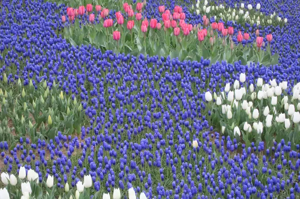 Nisan ayında açan parlak laleler. Nisan ayı boyunca canlı lalelerin büyüleyici bir görüntüsü. Nazik güneş ışığıyla yıkanmış. Bu büyüleyici çiçek sergisi doğanın güzelliğini ve baharın gelişini gözler önüne seriyor., 