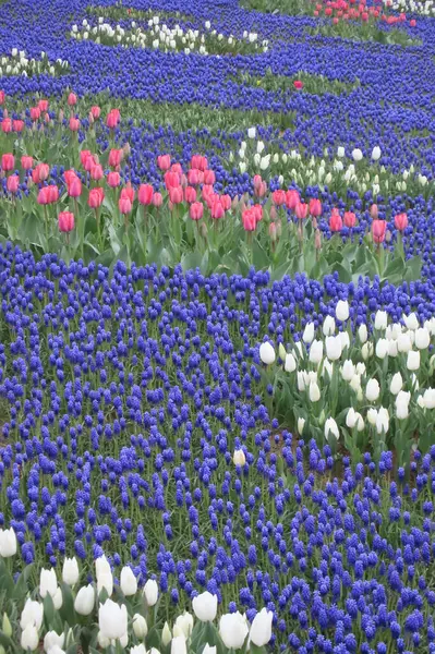Nisan ayında açan parlak laleler. Nisan ayı boyunca canlı lalelerin büyüleyici bir görüntüsü. Nazik güneş ışığıyla yıkanmış. Bu büyüleyici çiçek sergisi doğanın güzelliğini ve baharın gelişini gözler önüne seriyor., 