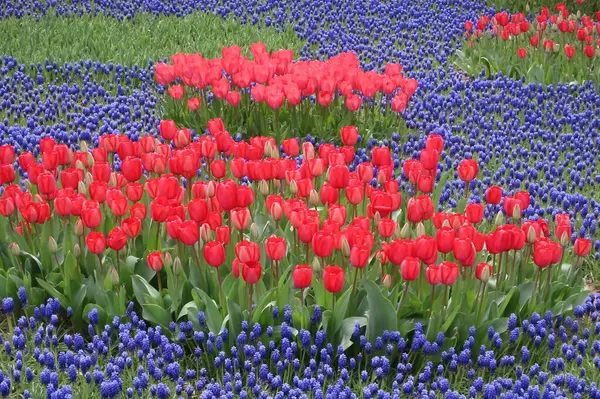 Nisan ayında açan parlak laleler. Nisan ayı boyunca canlı lalelerin büyüleyici bir görüntüsü. Nazik güneş ışığıyla yıkanmış. Bu büyüleyici çiçek sergisi doğanın güzelliğini ve baharın gelişini gözler önüne seriyor., 