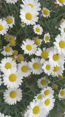 Bloom 'daki güzel beyaz papatyalar. Bu resim, çiçek açmış birkaç beyaz papatyanın yakından görüntüsünü yakalar. Papatyaların parlak sarı merkezleri ve el değmemiş beyaz taç yaprakları çarpıcı bir kontrast oluşturuyor.. 