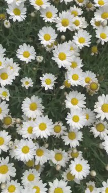Bloom 'daki güzel beyaz papatyalar. Bu resim, çiçek açmış birkaç beyaz papatyanın yakından görüntüsünü yakalar. Papatyaların parlak sarı merkezleri ve el değmemiş beyaz taç yaprakları çarpıcı bir kontrast oluşturuyor.. 