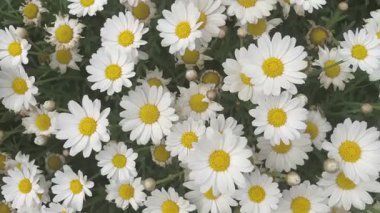 Bloom 'daki güzel beyaz papatyalar. Bu resim, çiçek açmış birkaç beyaz papatyanın yakından görüntüsünü yakalar. Papatyaların parlak sarı merkezleri ve el değmemiş beyaz taç yaprakları çarpıcı bir kontrast oluşturuyor.. 