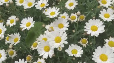 Bloom 'daki güzel beyaz papatyalar. Bu resim, çiçek açmış birkaç beyaz papatyanın yakından görüntüsünü yakalar. Papatyaların parlak sarı merkezleri ve el değmemiş beyaz taç yaprakları çarpıcı bir kontrast oluşturuyor.. 