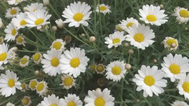 Bloom 'daki güzel beyaz papatyalar. Bu resim, çiçek açmış birkaç beyaz papatyanın yakından görüntüsünü yakalar. Papatyaların parlak sarı merkezleri ve el değmemiş beyaz taç yaprakları çarpıcı bir kontrast oluşturuyor.. 