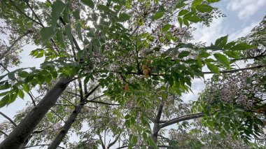 Baharın güzelliğinin bir sembolü olan, mis kokulu leylak çiçekleri ve yemyeşil yapraklarla bezenmiş çin ağacı..