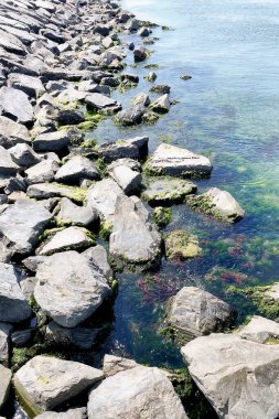 Algler ve Açık Deniz Suyu ile Rocky Sahil Şeridi. Yeşil algler ile kaplı sakin kayalık sahil, turkuaz su ve sakin sahil atmosferi.