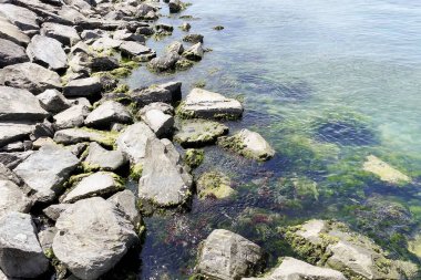 Algler ve Açık Deniz Suyu ile Rocky Sahil Şeridi. Yeşil algler ile kaplı sakin kayalık sahil, turkuaz su ve sakin sahil atmosferi.