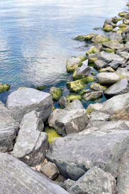 Algler ve Açık Deniz Suyu ile Rocky Sahil Şeridi. Yeşil algler ile kaplı sakin kayalık sahil, turkuaz su ve sakin sahil atmosferi.