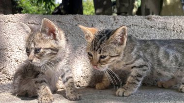 Sevimli Tekir Yavruları Güneşin tadını çıkarıyor. İki sevimli tekir kedi yavrusu, açık havada güneşlenerek güneşleniyorlar..