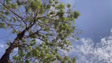 Serene Green Tree Against Blue Sky.Bereketli yaprakları ve parlak mavi arkaplanı olan huzurlu bir ağaç. Doğanın basitlik ve sükunetteki güzelliği. Sakin, yeşil yapraklı ağaç, gün ışığında canlı, mavi gökyüzüne doğru uzanır..