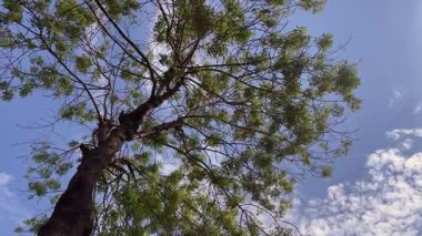 Serene Green Tree Against Blue Sky.Bereketli yaprakları ve parlak mavi arkaplanı olan huzurlu bir ağaç. Doğanın basitlik ve sükunetteki güzelliği. Sakin, yeşil yapraklı ağaç, gün ışığında canlı, mavi gökyüzüne doğru uzanır..