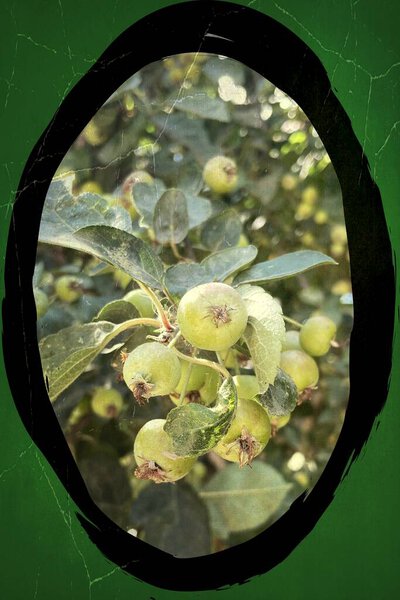 Unripe Japanese Crabapple on a Branch.Close-up of small, green, and red-blushed crabapples on a tree branch, surrounded by lush green leaves under the summer sun.