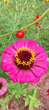 Canlı pembe bir zinnia çiçeği renkli çiçeklerle dolu bir alanda göze çarpar. Yapraklar ışıl ışıl bir güzellik yayarken, sarı merkez de biraz kontrastlık katarak baharın özünü yakalıyor..