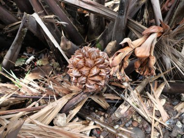 Bang Nam Phueng Subdistrict, Phra Pradaeng District, Samut Prakan Eyaleti, Tayland 'da bisiklet yolu boyunca Nipa palmiyeleri. 4 Mayıs 2025. Bangkok tarafındaki rıhtımın hemen yanında.