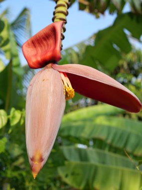 5 Mayıs 2025 'te Bangkok, Tayland' da Khet Khlong Sam Wa yolu boyunca muzlar. Çiçekler, yapraklar ve meyveler çok güzel..