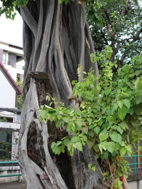 Samsen Yolu 'nda bir tapınak. Genellikle büyük bir Bodhi ağacının yanında bulunur ve nedense zebralar orada kutsanmıştır. 