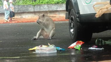 Bir maymun, bir aracın yanındaki ıslak asfaltta oturur ve plastik atıkların arasında bitki örtüsünü çiğner. Atıştırmalıkları çalıyor, çikolata ambalajını yalıyor ve gitmeden önce bir şeker kutusu alıyor.