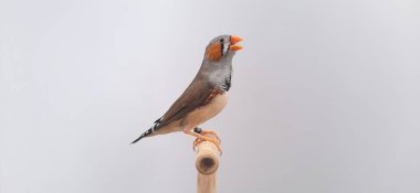 Zebra ispinozu, güzel kuş, güzel ispinoz 