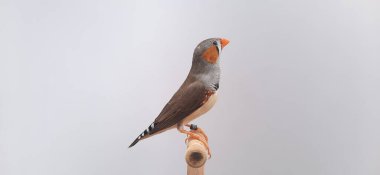 Beyaz arka planda bir kuşa yaklaş, zebra ispinozu.